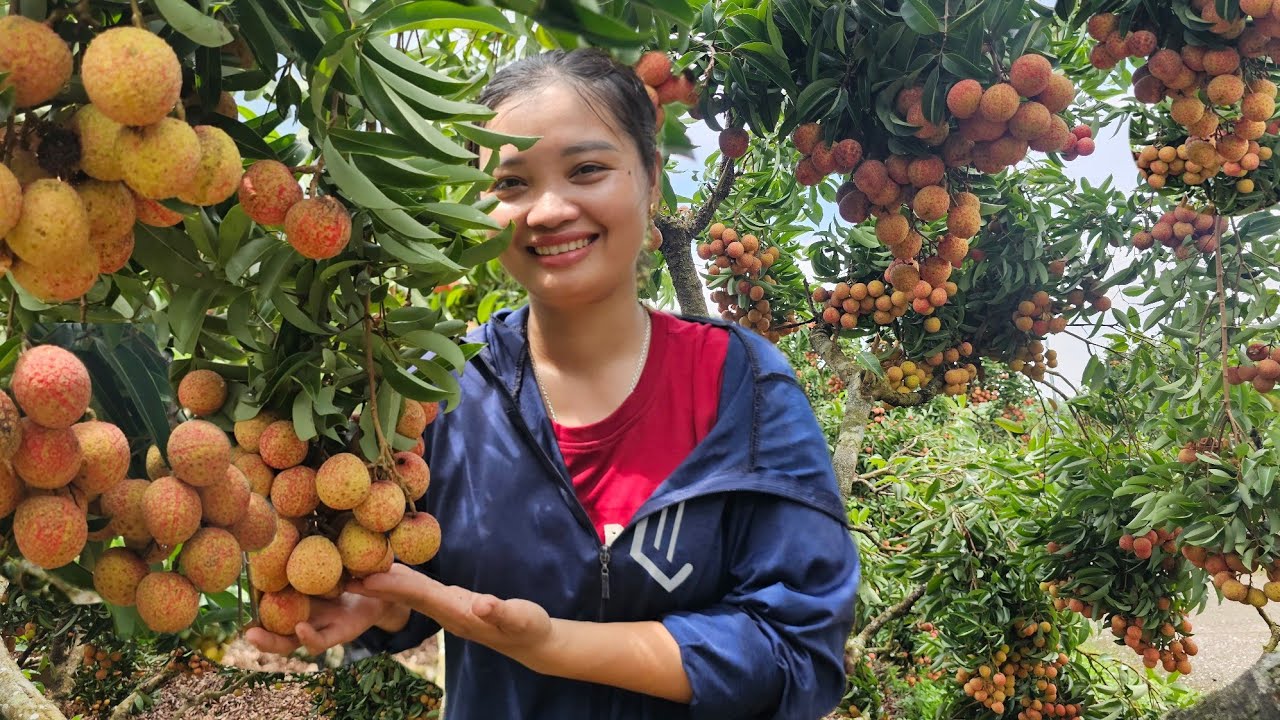 BẮC GIANG QUÊ EM MÙA VẢI CHÍN & NHỮNG CON ĐƯỜNG TRÀN NGẬP MỘT MÀU ĐỎ !