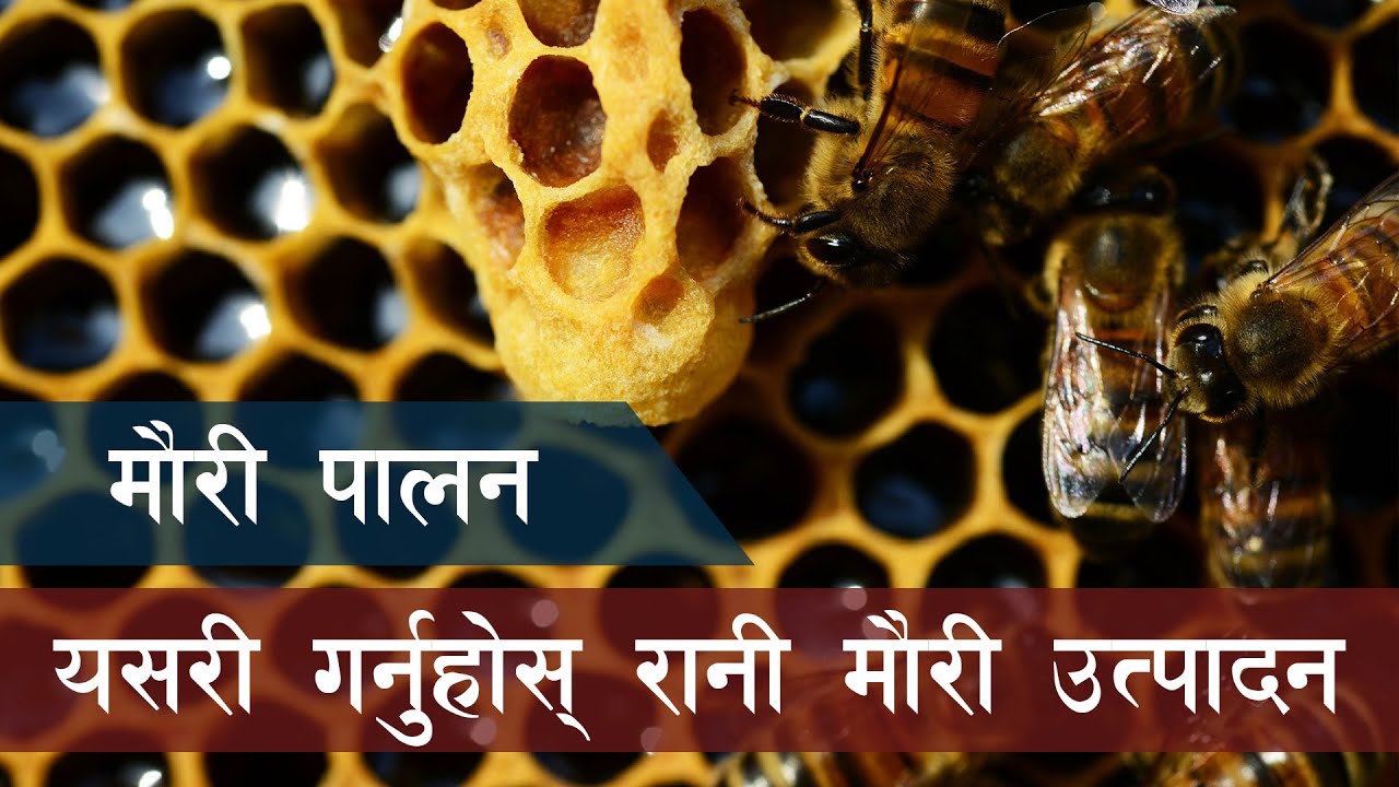 रानी मौरी कसरी उत्पादन गरिन्छ ? प्रविधि सिकौं || Krishi Pathsala Episode 9 - Part 3