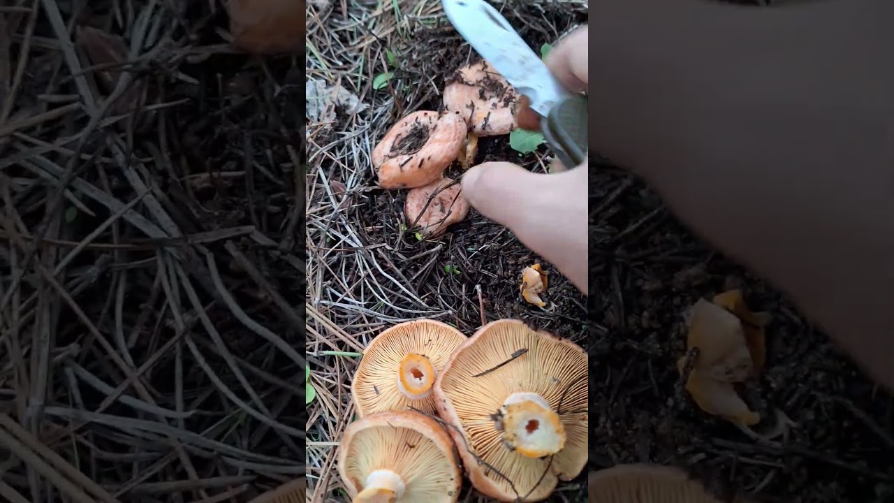 DE CATEGOR&Iacute;A NISCALOS 👌🔝🌲 #niscalos #robellones #fungi #nature #mushroom #shorts #food #viral #fyp