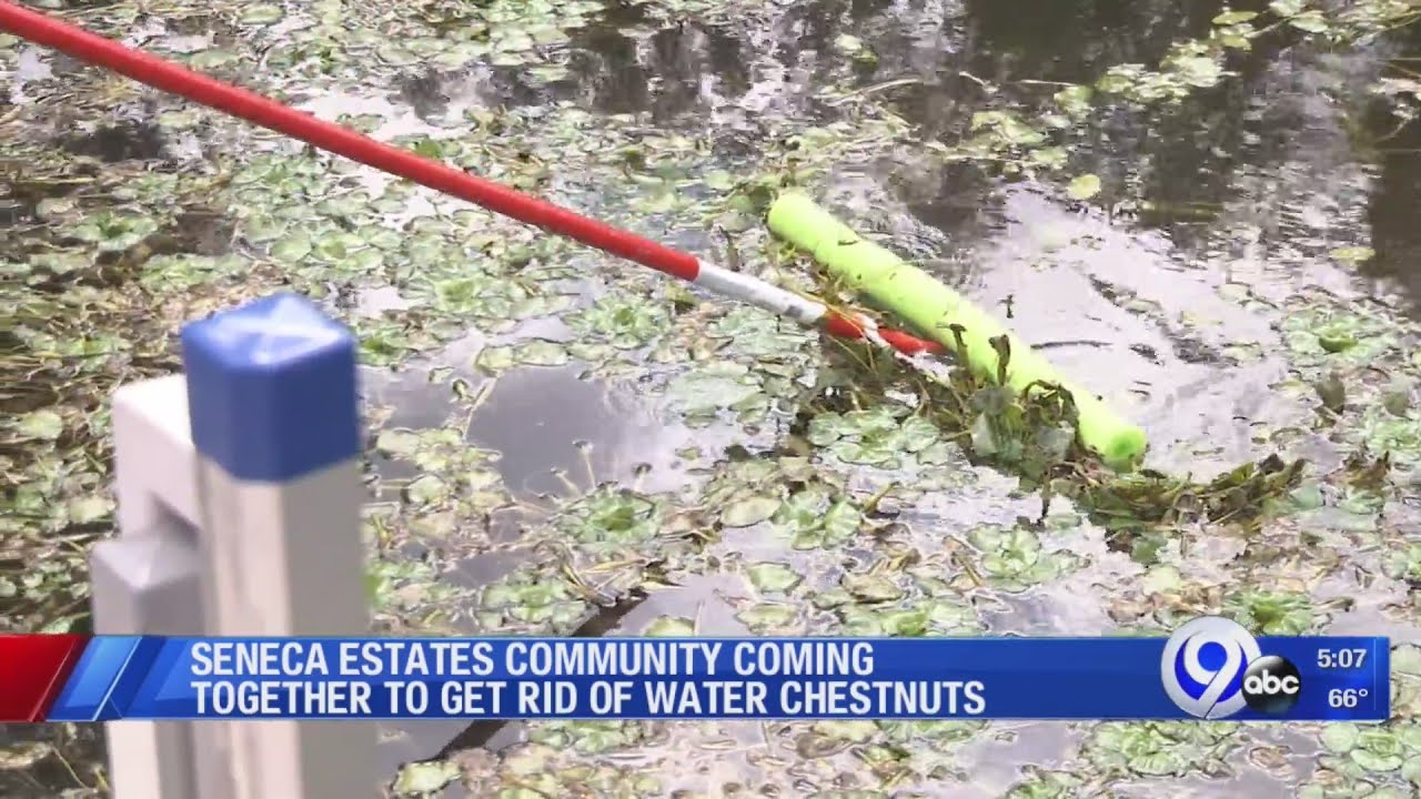 Seneca Estates community coming together to get rid of water chestnuts