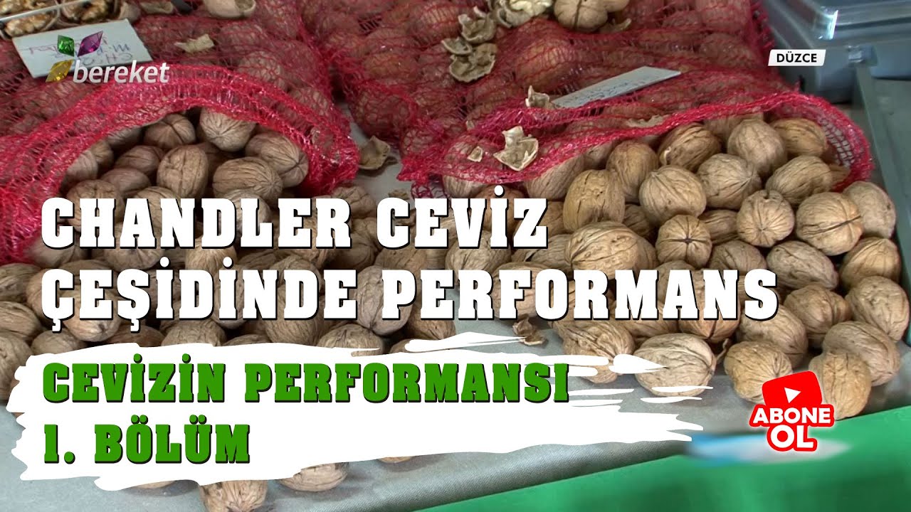 Tarımsal Eğitim | Cevizin Performansı 1. Bölüm
