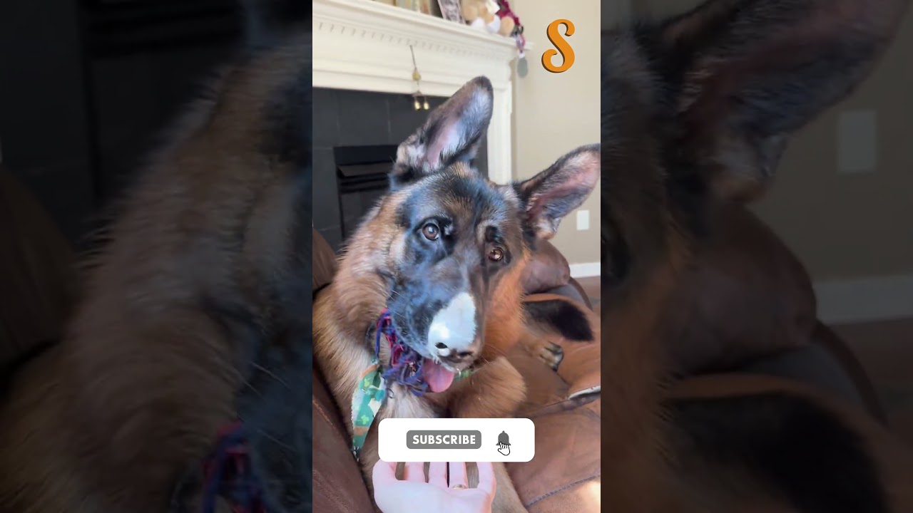 The Surprising Reason Dogs Tilt Their Heads 🐶🤔 #dogcommunication