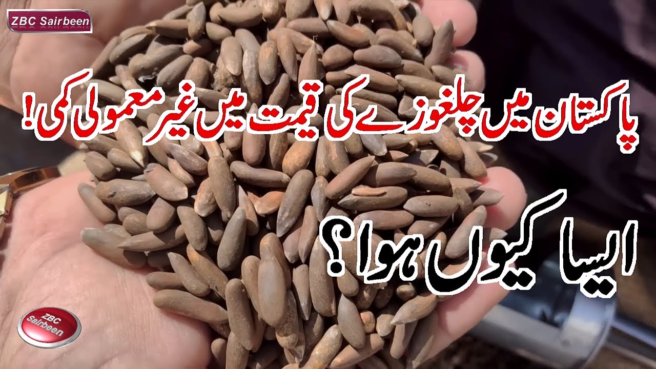 Pine Nut Prices Drop in Pakistan This Winter | Why Chilgoza Becomes Cheaper