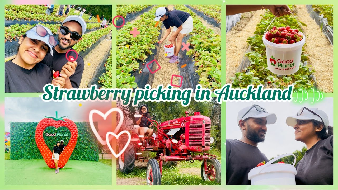 Strawberry picking in good planet 🍓💞 | එන්න යන්න ස්ට්‍රෝබෙරි කඩන්න💚
