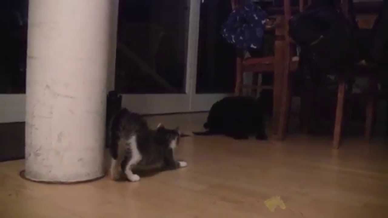 Von Hund und Katze - Die Zusammenführung - From dogs and cats - Merging