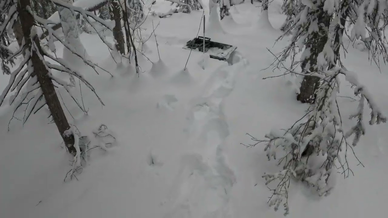 Trapline  Jan. 2026. Digging out. 