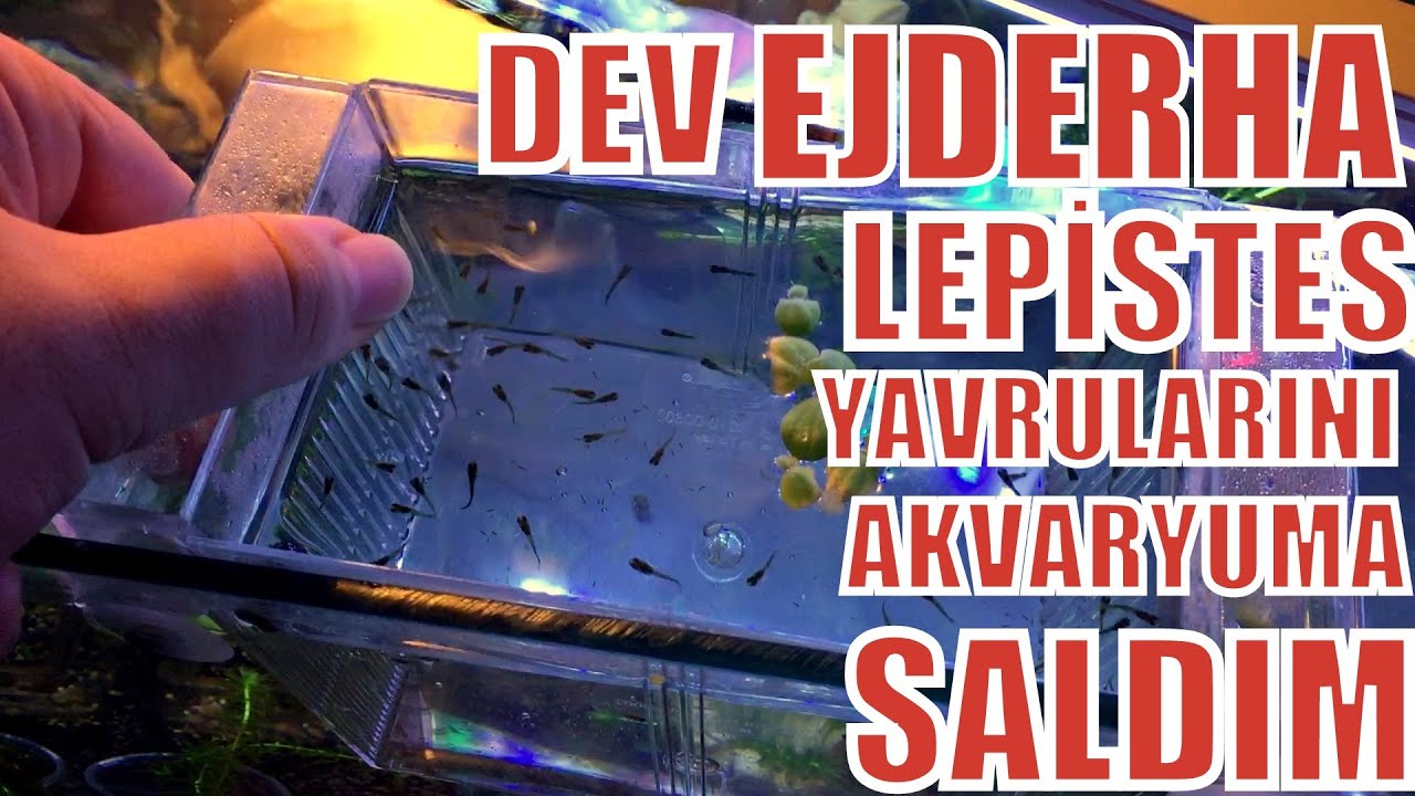 DEV EJDERHA LEPİSTES YAVRULARINI AKVARYUMA SALDIM!