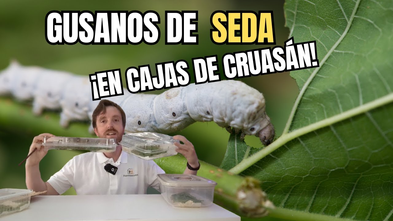 Recipientes donde mantener gusanos de seda 🤯
