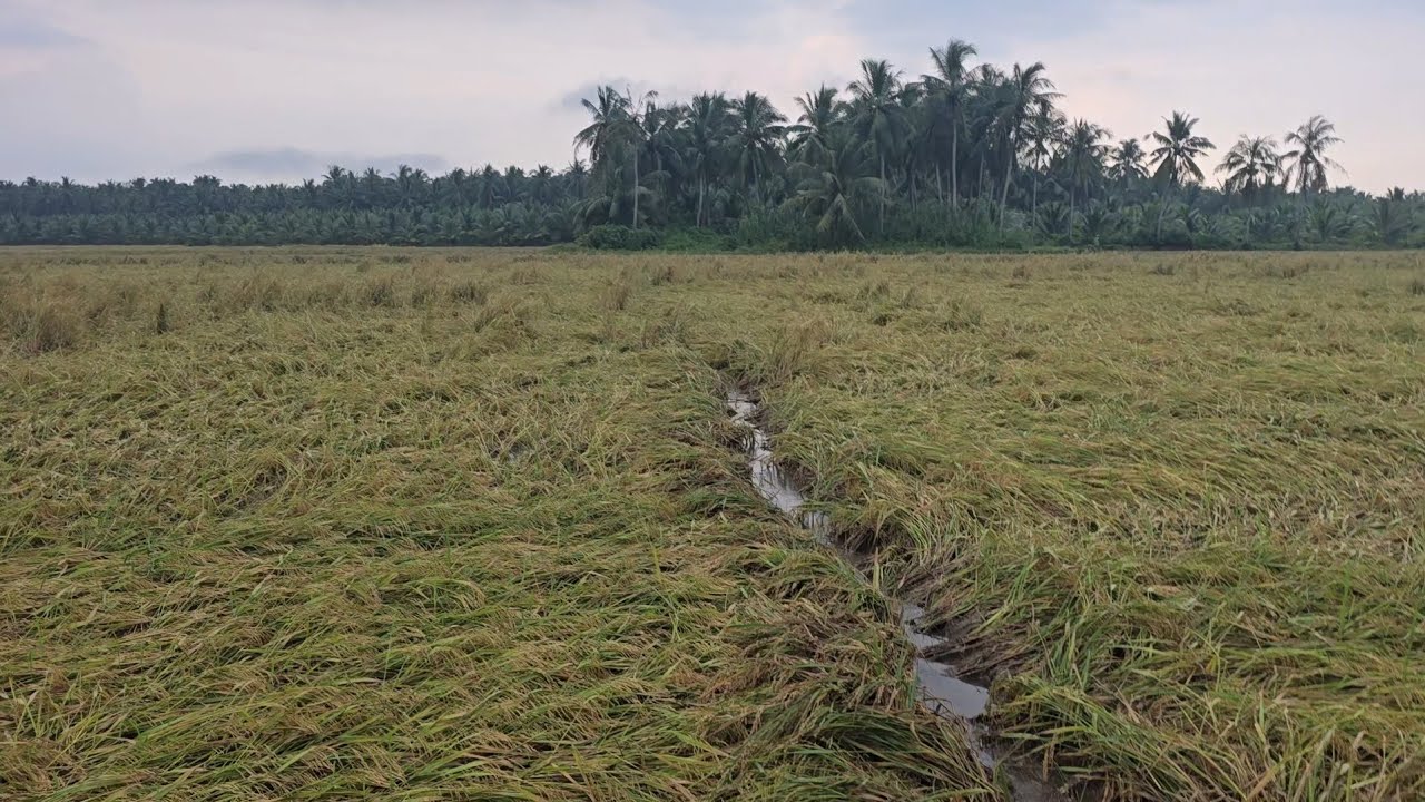 Lúa nhà sập hết còn gì nưa đâu , đi bất óc ăn luôn