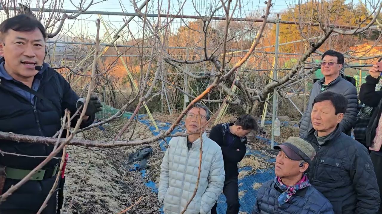 영주시 체리연구회 동계전정 실습(8년생)