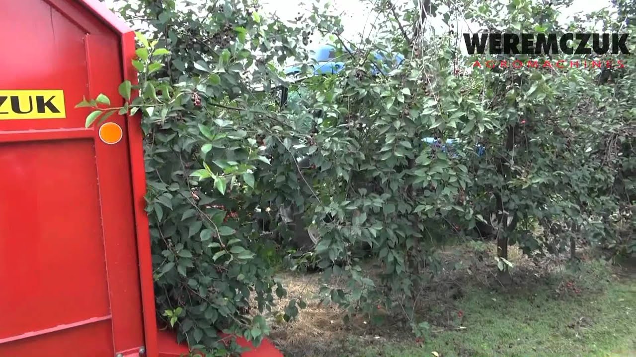 FELIX-Z kombajn do wiśni, sour cherry harvester - season 2012