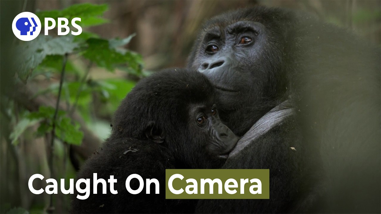 Rare Gorilla Family Moment Caught on Camera