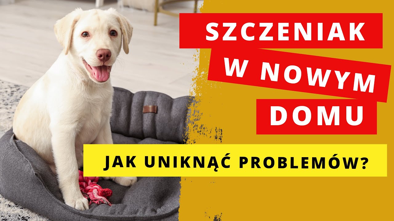 Szczeniak w domu. Jak rozwiązywać problemy!