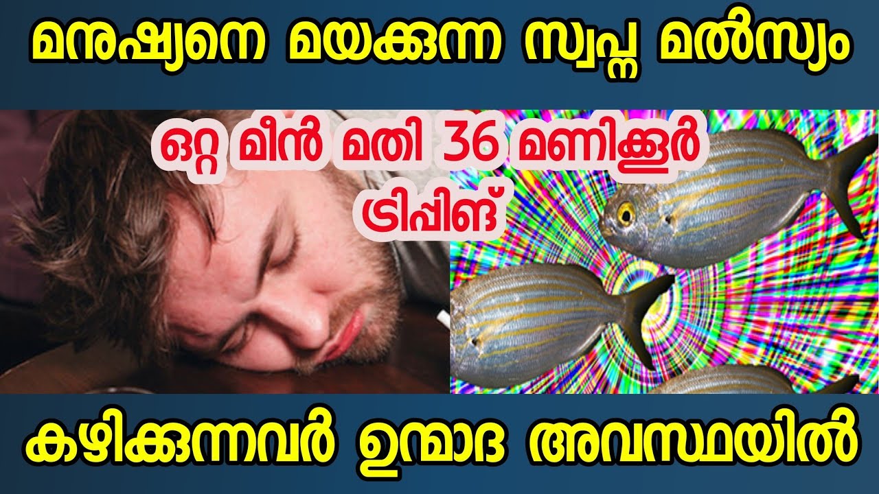 36 മണിക്കൂർ മനുഷ്യനെ മയക്കുന്ന സർപ സൽപ എന്ന സ്വപ്ന മത്സ്യം | SARPA SALPA THE HALLUCINATING FISH