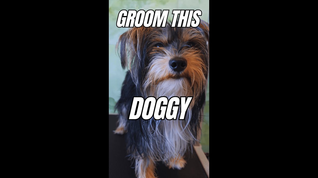 Let's Trim This Yorkie Mix Doggy Named Joey