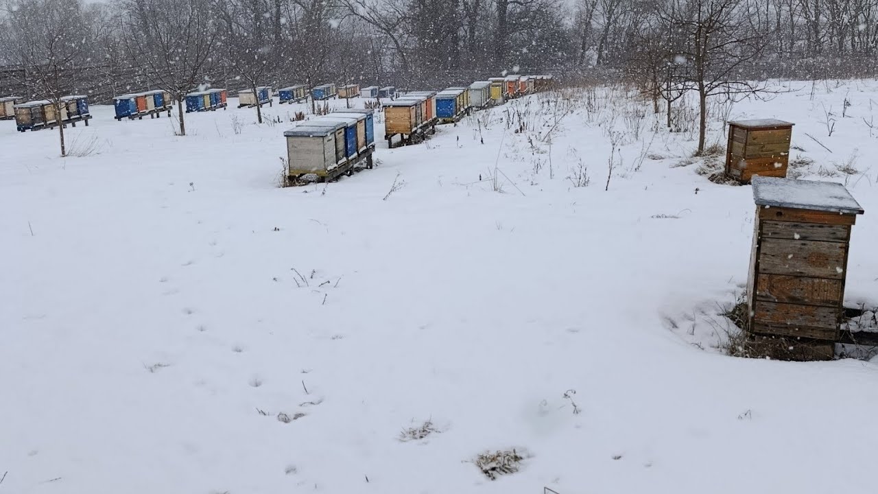 Дивимося як зимують бджоли. 15.02.26 