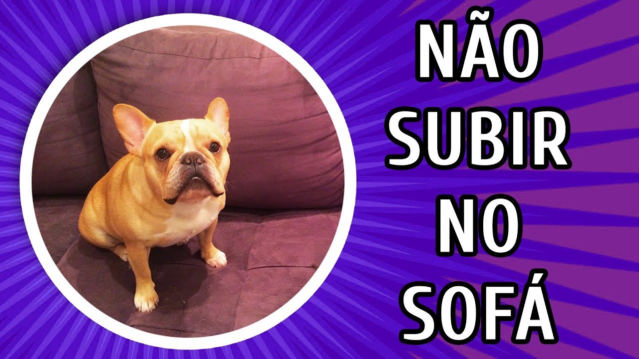 COMO ENSINAR O CACHORRO A N&Atilde;O SUBIR NO SOF&Aacute;