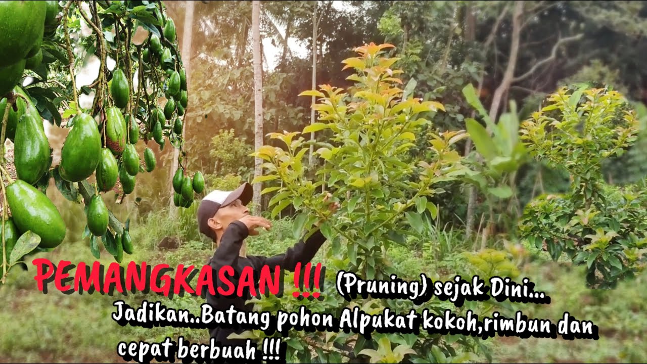 Pruning ( pemangkasan ) pohon alpukat usia dini. Mempercepat pembuahan