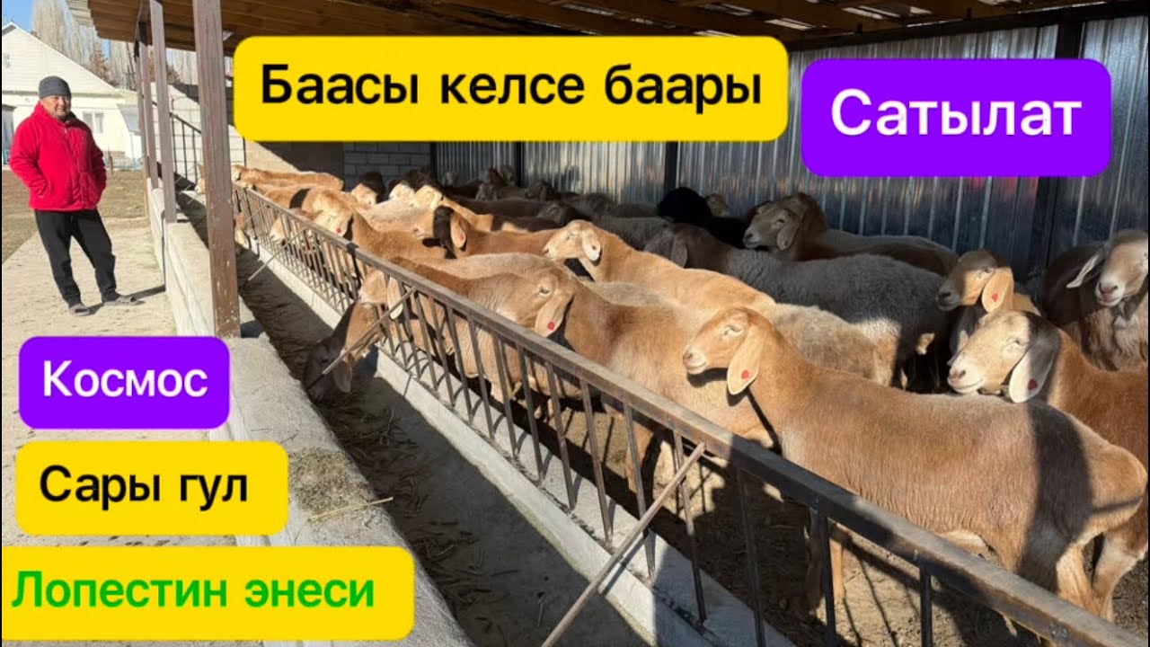 Абай акенин чабасы .Баасы келсе бары сатылат 👍