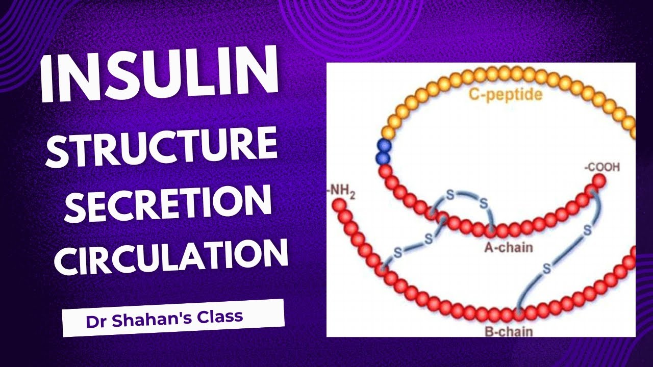 Insulin Structure , Secretion , Circulation #medicallectures