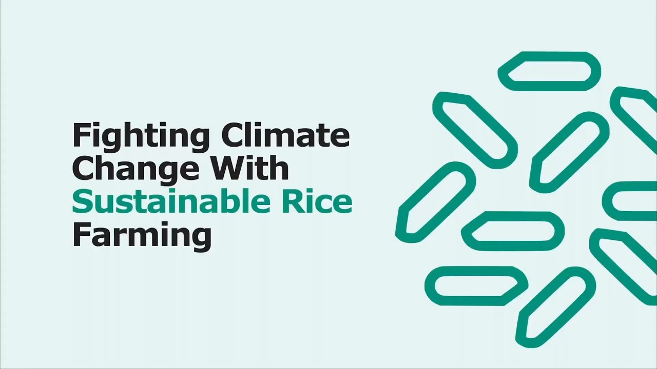 Fighting climate change with sustainable rice farming