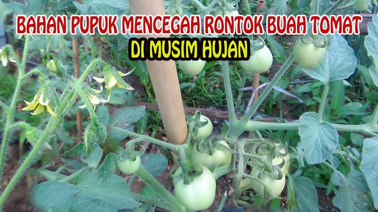 Ini Bahan Pupuk Tomat Di Musim Hujan Agar Buah Tidak Rontok dan Busuk