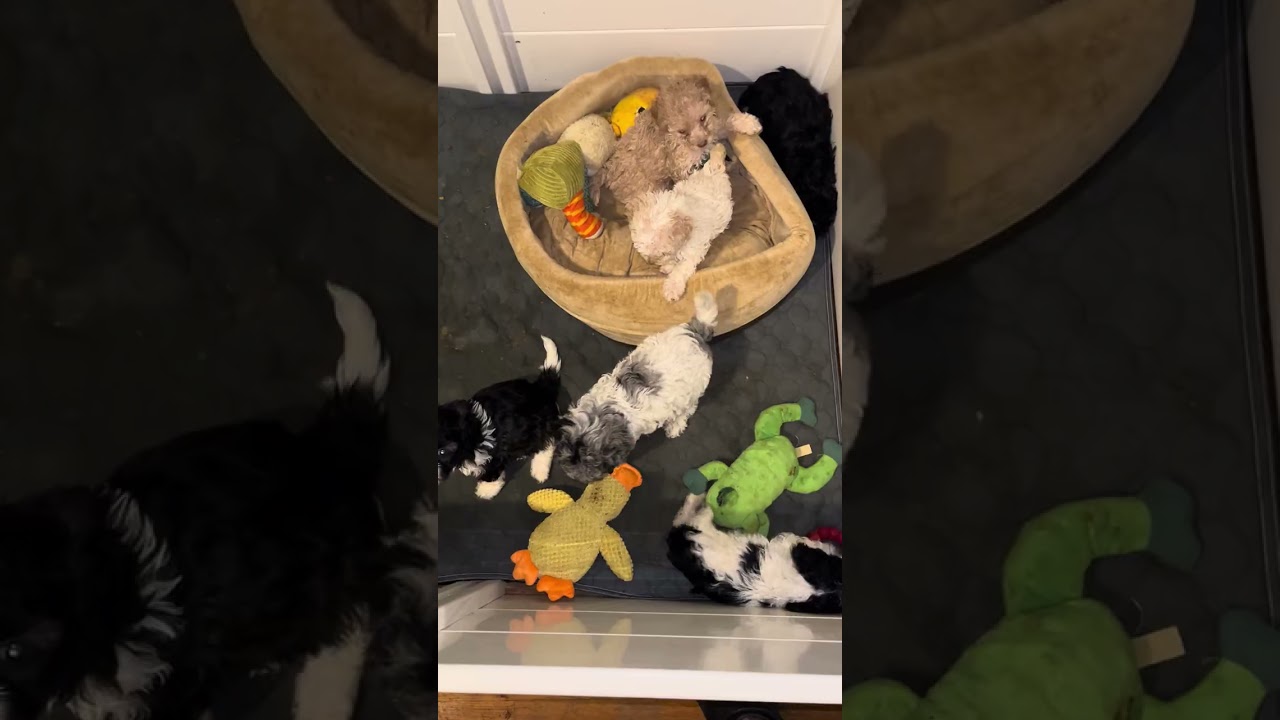 Puppy play time 5wks old 