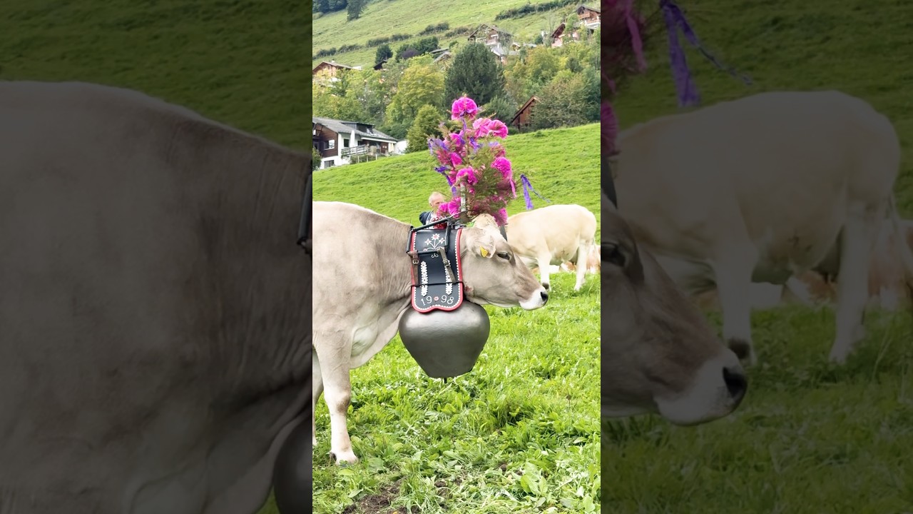 The Most Beautiful Festival in Switzerland! 🐮🇨🇭 Alpabzug