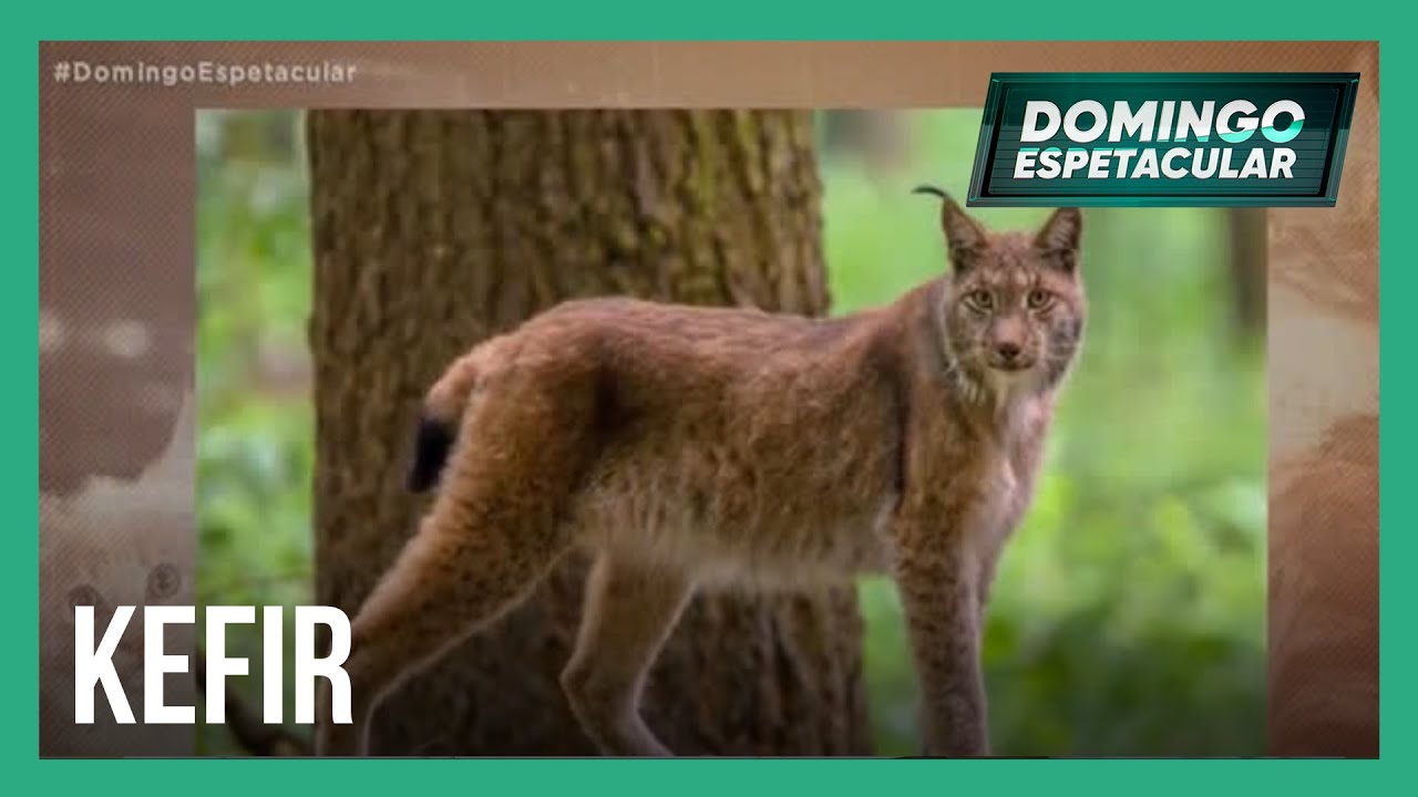 Conheça a raça de gato gigante que pode passar de um metro de comprimento