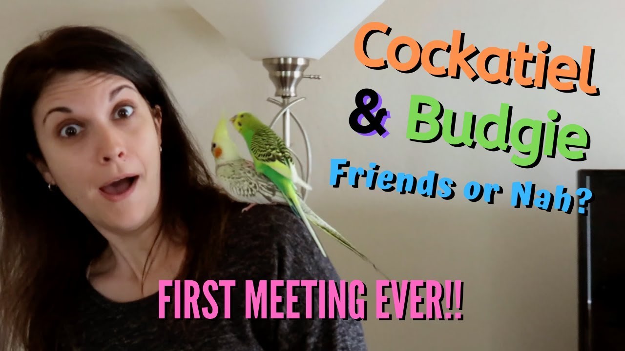 Parakeet / Budgie and Cockatiel Meet For the First Time | Can They Be Friends?