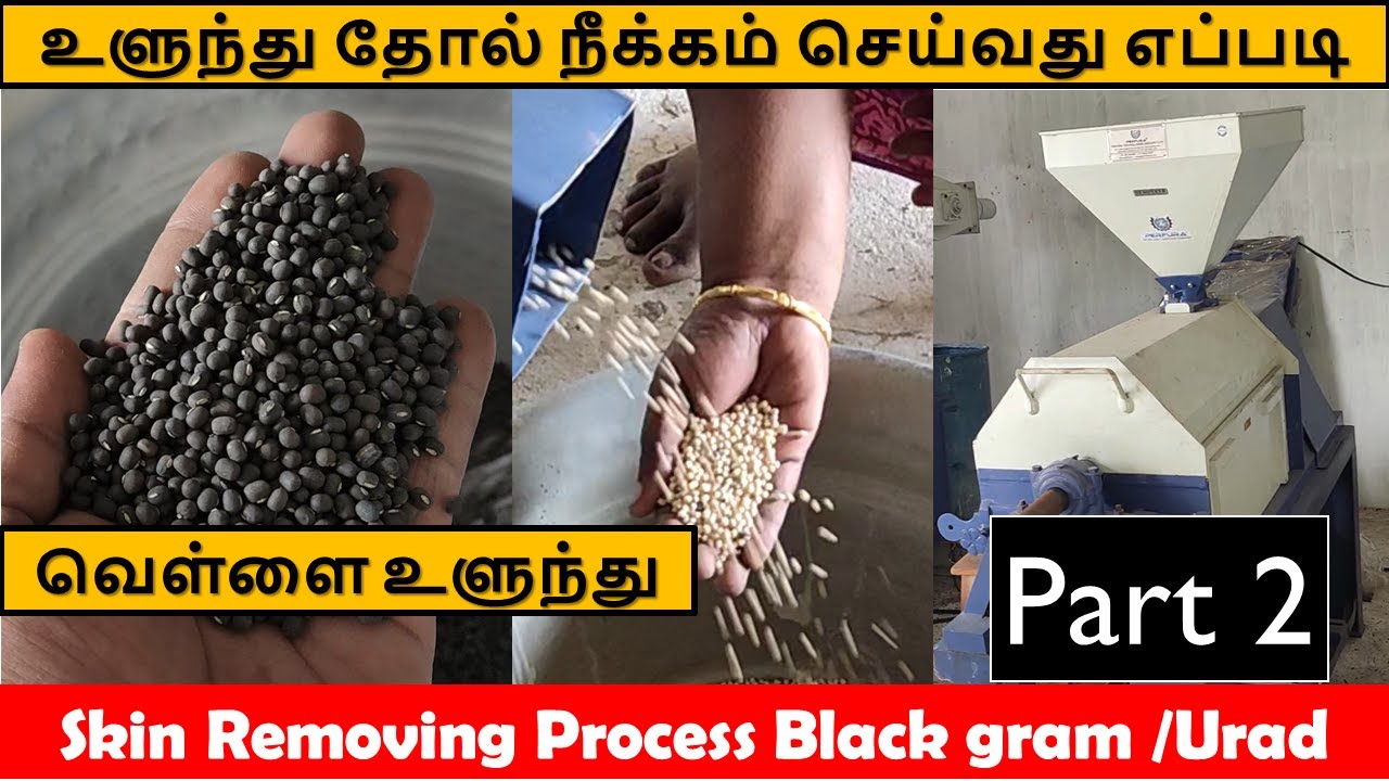 உளுந்து தோல் நீக்கம் செய்வது எப்படி |Skin removing Urad Dal business|அதிக லாபம் தரும் உளுந்து Part 2