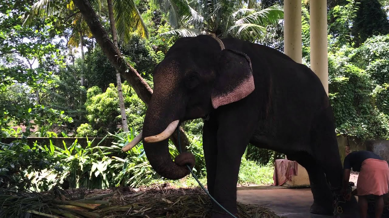Scandan the temple elephant - Haripad, Kerala, India
