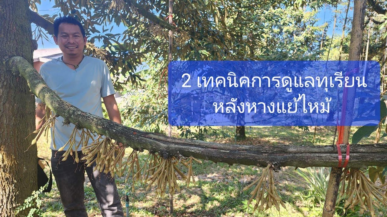 2 เทคนิคการดูแลทุเรียนหลังหางแย้ไหม้ ให้ขึ้นลูกไว  #ทุเรียน @ทุเรียน บ้านเรา | มาโนชโค้ชทุเรียน
