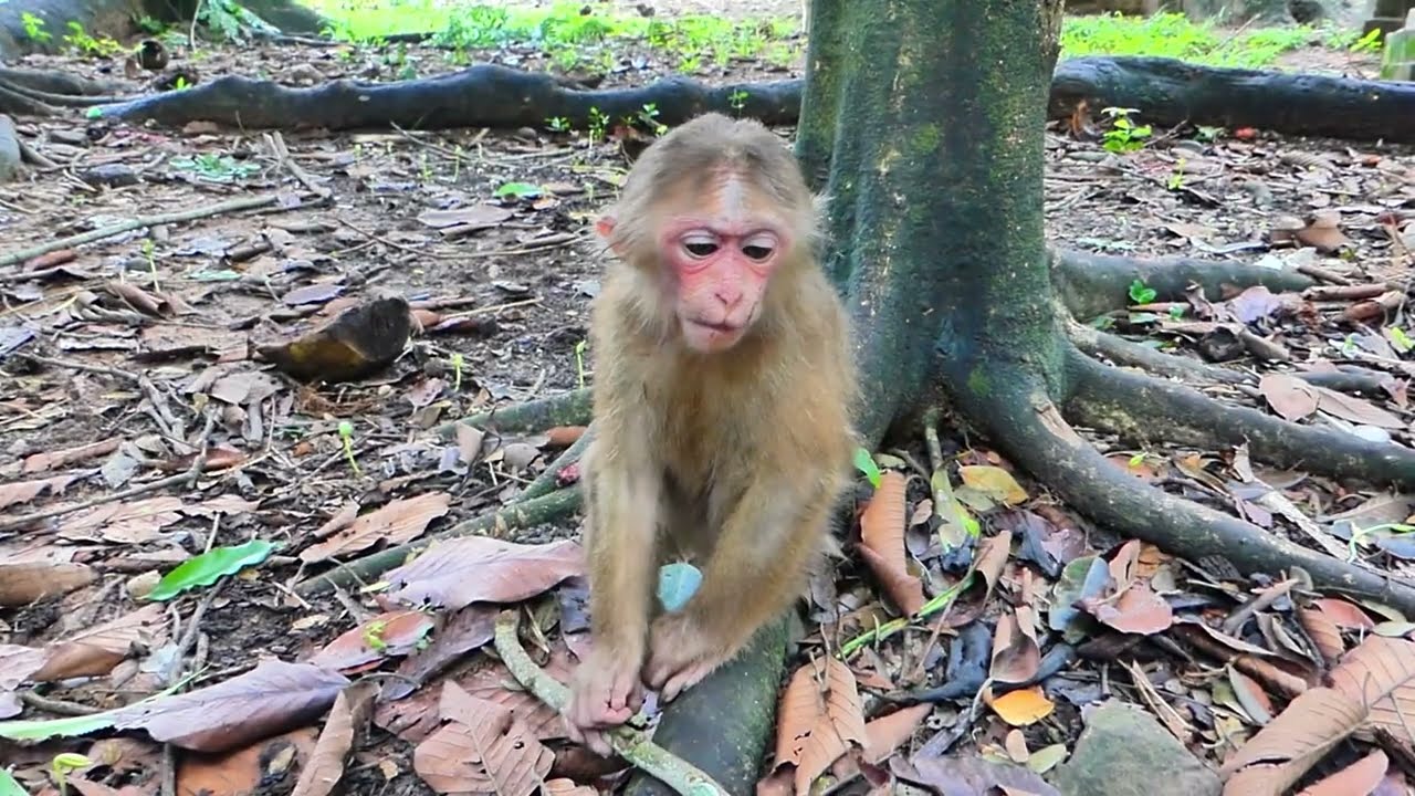 we helped the newly abandoned monkey Baila from the tree again to give milk and banana to her.🍌🍼🐒💓