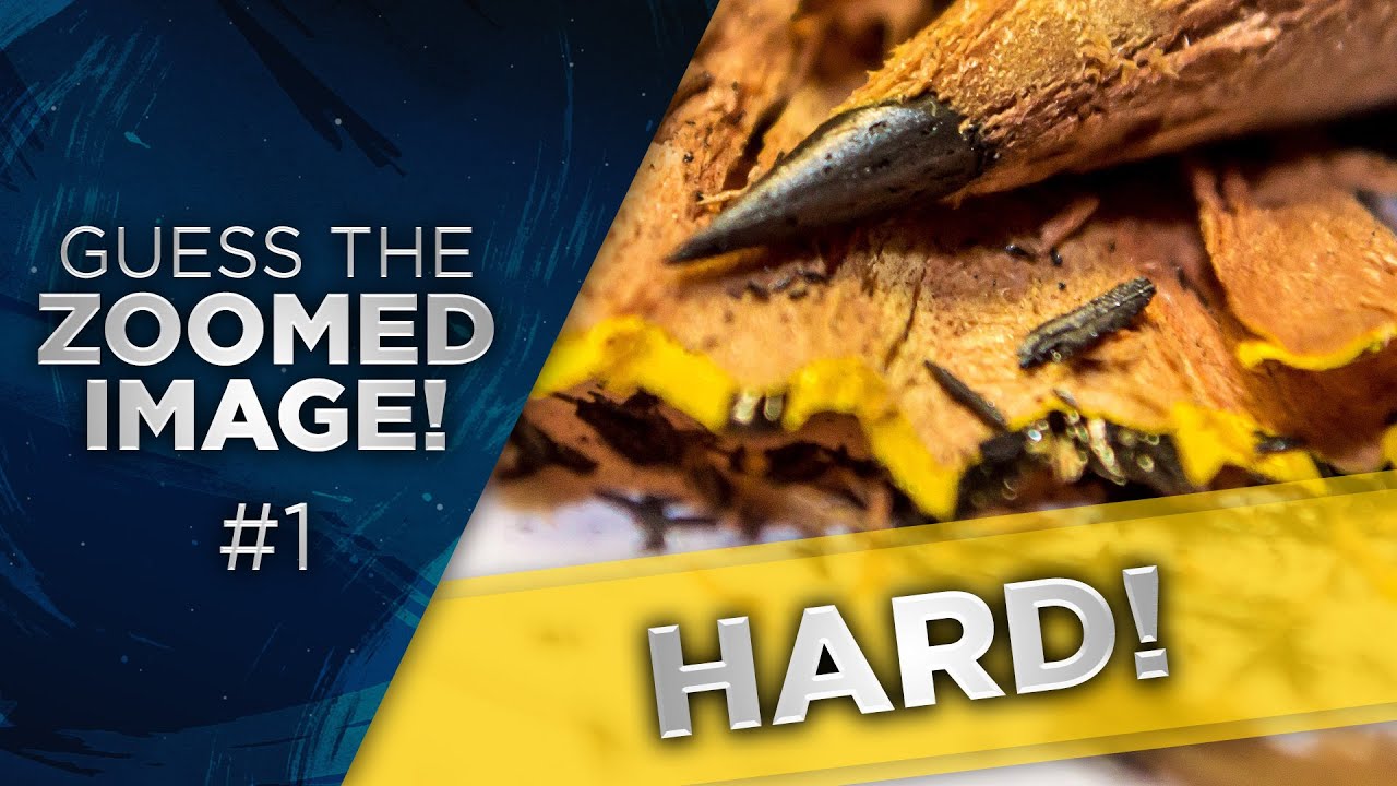 Guess the Zoomed in Image! #1 (Hard)