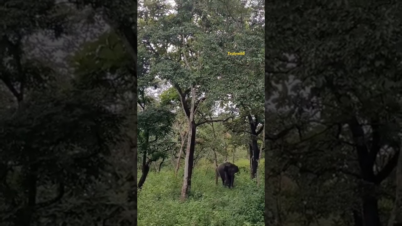 Elephant attacks safari vehicle Subscribe #TrulyWild Channel #safari #elephant #trending #wild #rare