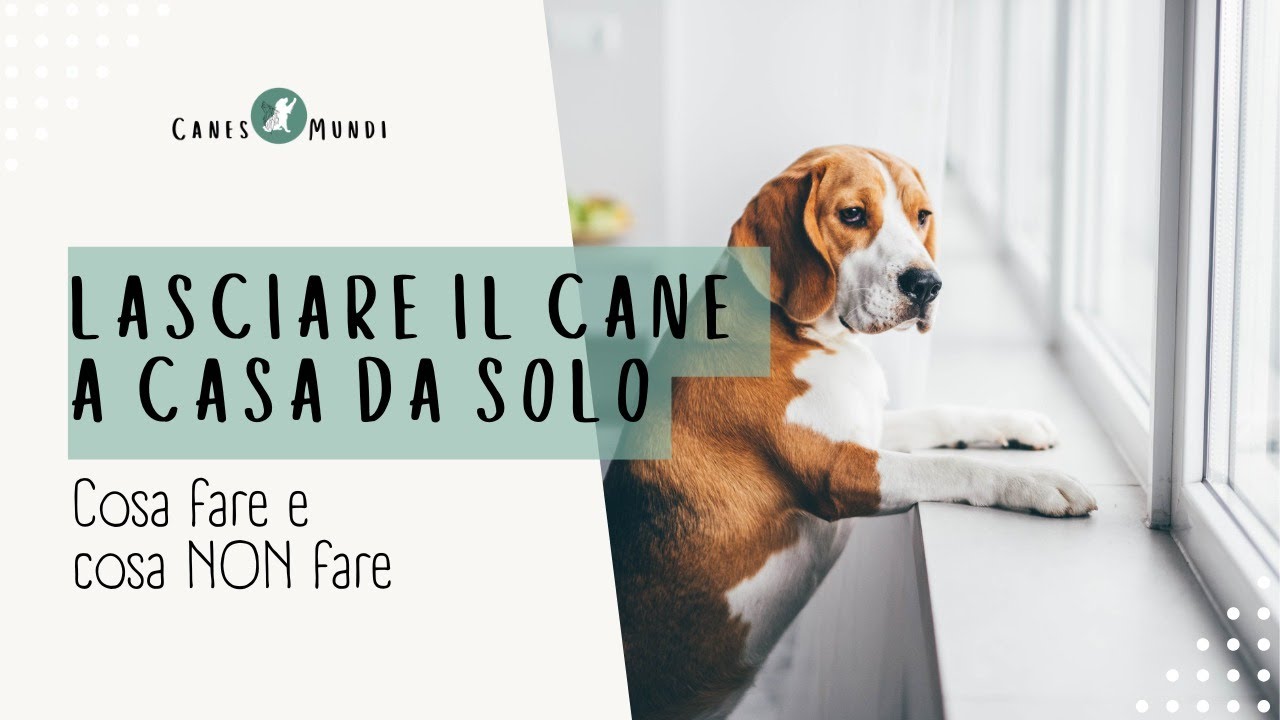 Come Abituare il Cane a Stare a Casa da Solo [Consigli e Cosa NON Fare]