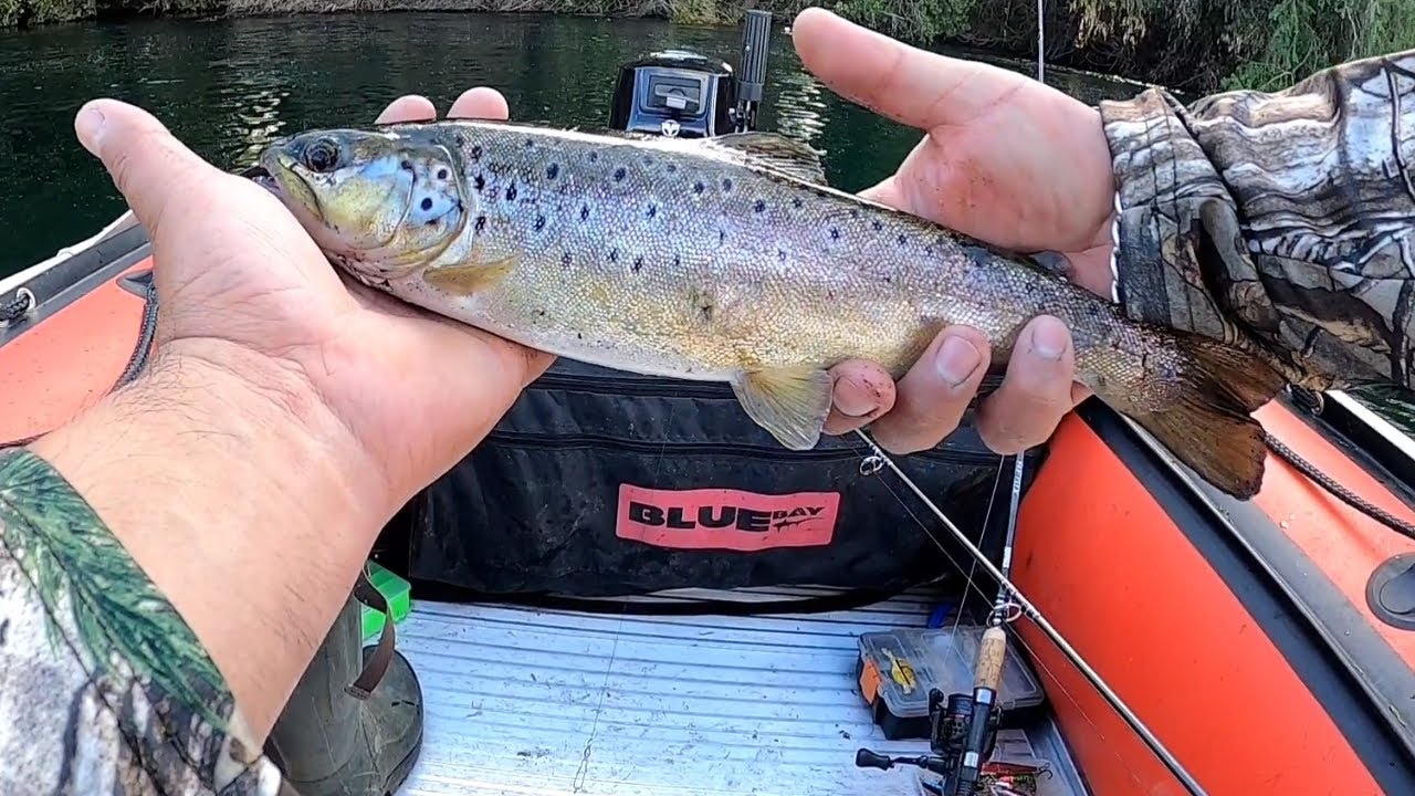 río pilmaiquen y sus truchas 🐟🎣🎣🎣🎣🎣🎣🎣🎣🎣🎣