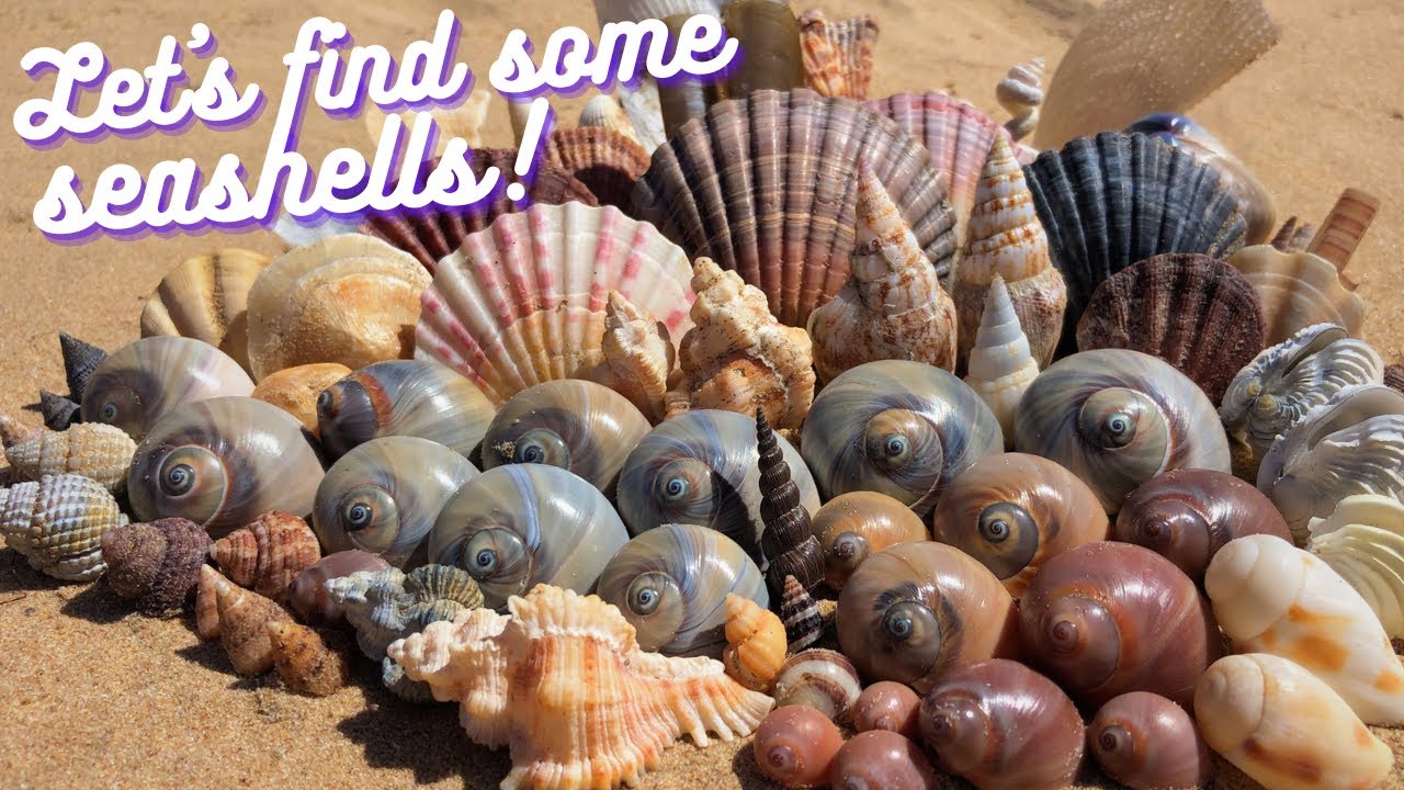Finding Seashells at Low Tide | Shelling on the Mud Flats #shelling