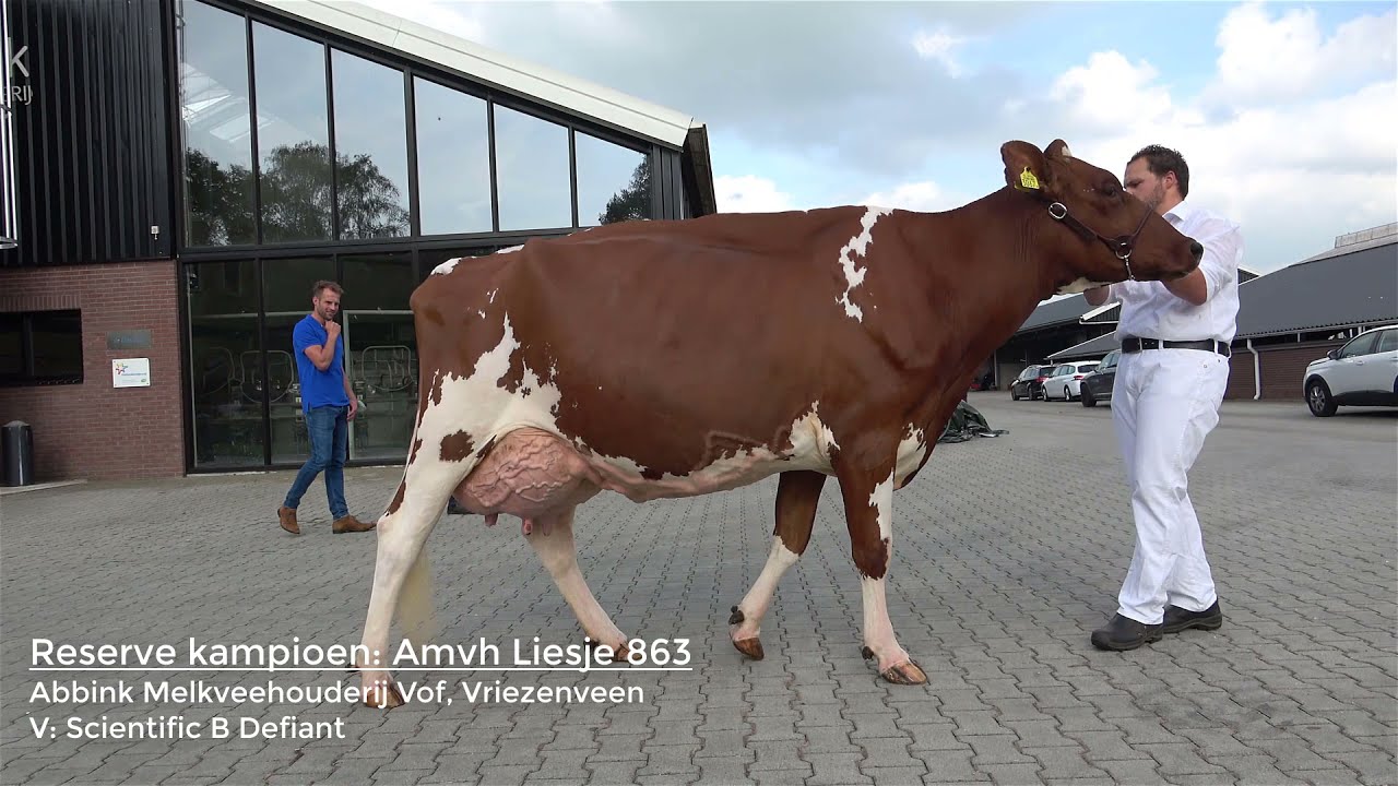 Kampioenschappen Fokveedag Vriezenveen 2021
