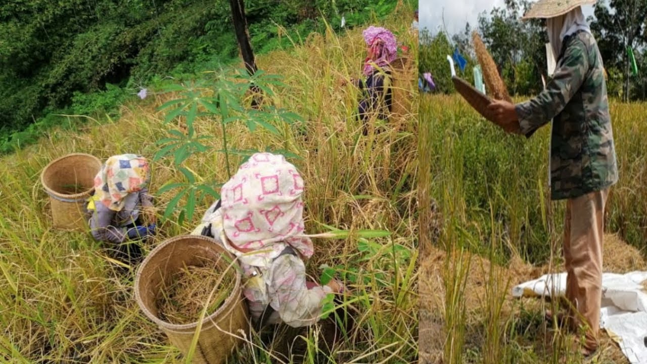 Growing hill paddy until harvest / Tanam padi bukit hingga menuai