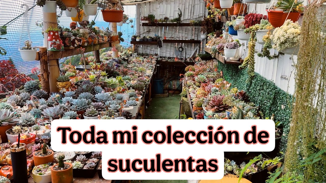 Recorrido por todo mi jardín , así se encuentra en este momento / parte 1 