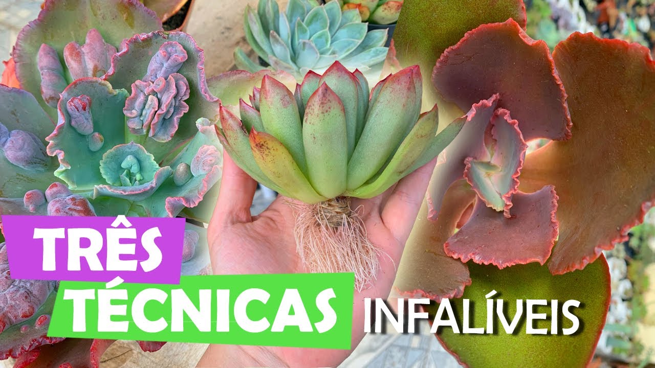 COMO CICATRIZAR OS CORTES NAS SUAS SUCULENTAS - SUCU LOVERS