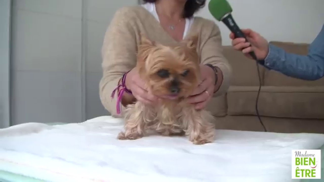 Le shiatsu pour les animaux : un soin au poil !