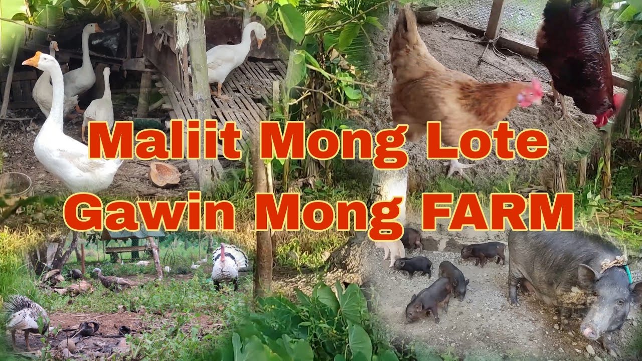 Farming sa Maliit na Lote Sa Likod Bahay Ay Posible Basta May Kasamang Diskarte