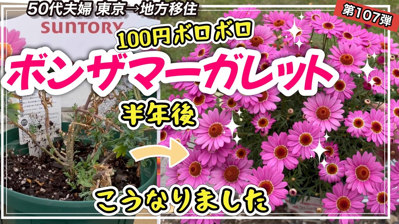 【ボンザマーガレット】100円セール品ボロボロ苗　半年後こうなりました！