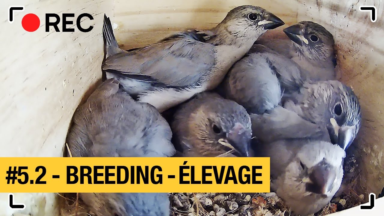 Henri & Paulette #5.2: BREEDING | ELEVAGE | Java sparrow - Padda - ブンチョウ Buncho 文鳥ら| Nest box camera