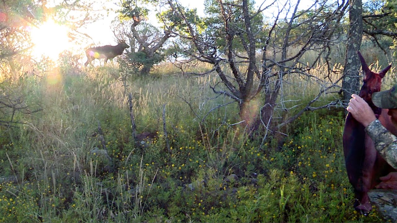 Elk Hunting Tips with a Montana Decoy