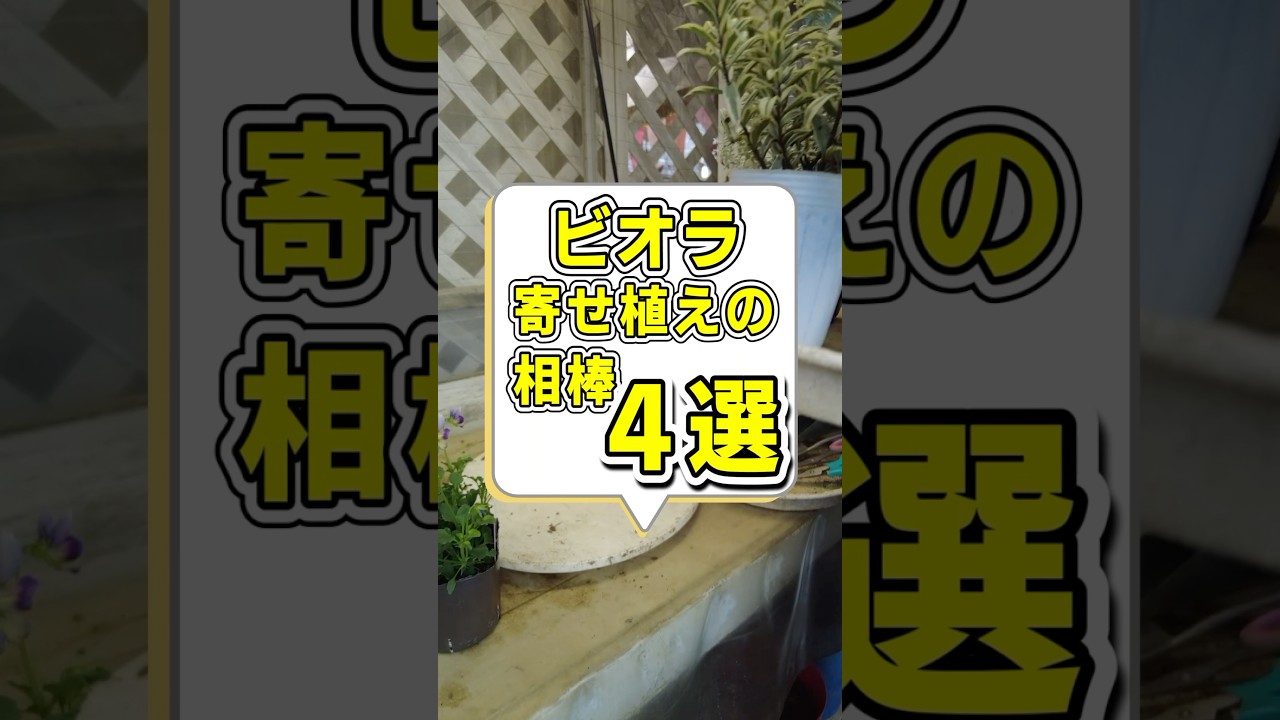【園芸】ビオラ 寄せ植えの相棒 4選！！#アリッサム#flowers #gardening