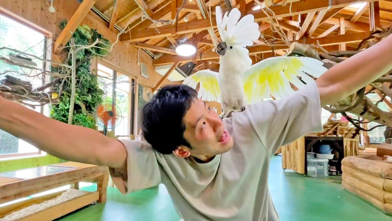 大大大好きな飼育員の遊びに付き合ってあげるオウム Measure an animal's body temperature
